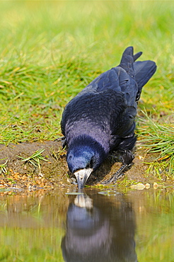 Rook (corvus frugilegus) drinking, oxfordshire, uk  