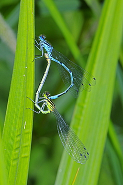 Azure damselfly (coenagrion puella) pair mating, kent, uk  