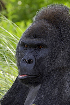 Western lowland gorilla (gorilla gorilla gorilla) native to western and central africa (captive bristol zoo)