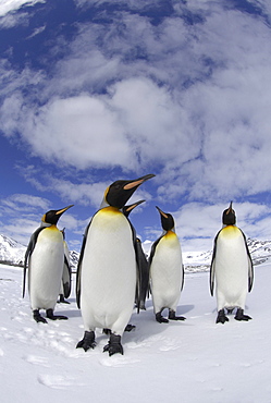 King penguin (aptenodytes patagonicus) st andrews bay, south georgia, small group in snowy landscape