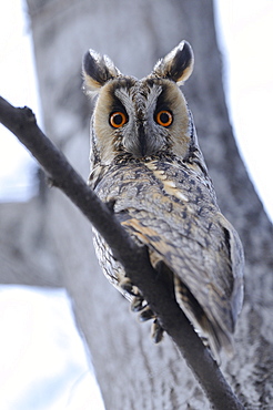 Long-eared owl (asio otus) perched in daytime roost, bulgaria  