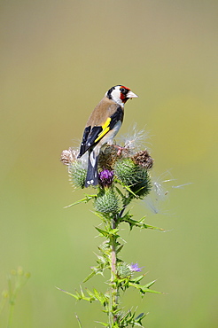 Goldfinch (carduelis carduelis) feeding on thistle seeds, oxfordshire, uk  