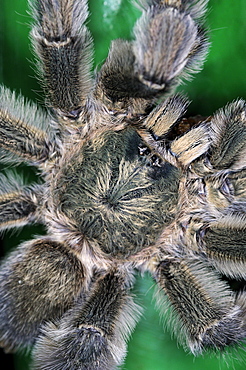 Common pinktoe tarantula spider (avicularia avicularia) close-up view from above, trinidad  