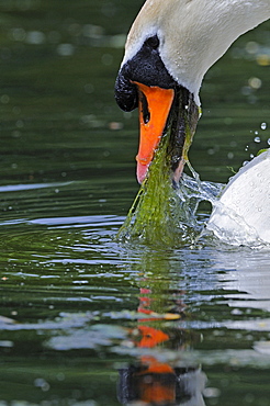 Mute swan (cygnus olor) feeding on aquatic vegetation, oxfordshire, uk  