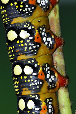 Spurge Hawkmoth (Hyles euphorbiae) close-up of final instar fully grown larva showing pattern and colors