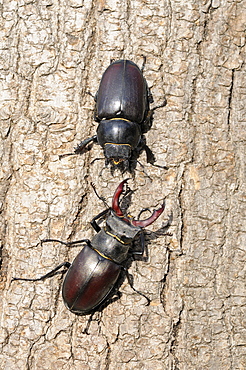 Stag beetle (lucanus cervus) male and female facing each other on tree trunk, oxfordshire, uk  