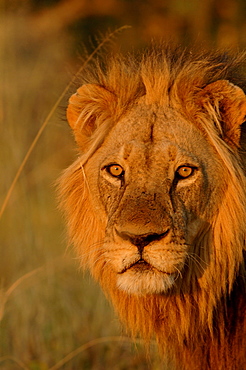 Lion. Panthera leo. Male portrait. Botswana