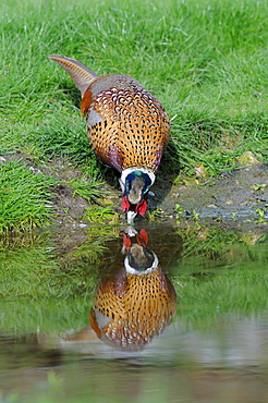 Common pheasant (phasianus colchicus) adult male drinking water, oxfordshire, uk  