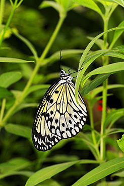 Rice paper butterfly or tree nymph (idea leuconoe) native to south east asia