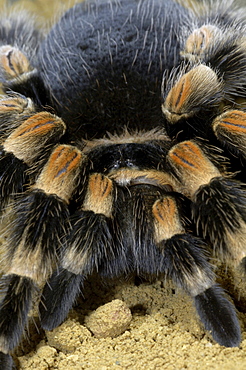 Mexican red-kneed bird-eating spider (brachypelma smithi) native of mexico (captive bristol zoo)