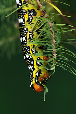 Spurge Hawkmoth (Hyles euphorbiae) fully grown larva feeding on cypress spurge leaf