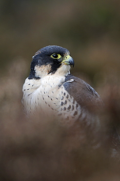 Peregrine falcon (falco peregrinus) portrait, sitting in heather, scotland, captive