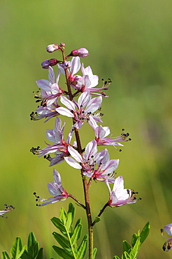 Burning Bush or False Dittany (Dictamnus albus) flower spike, Bulgaria