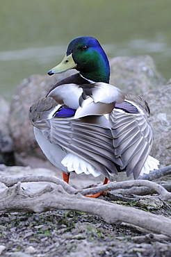 Mallard (anas platyrhynchos) standing on ground showing wing feathers, oxfordshire, uk  