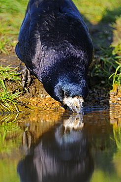 Rook (corvus frugilegus) drinking, oxfordshire, uk  