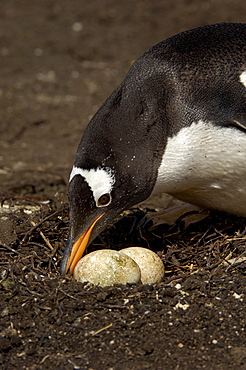 Gentoo penguin (pygoscelis papua) new island, falkland islands, with two eggs.