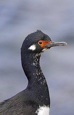 Rock cormorant (phalacrocorax magellanicus) new island, falkland islands, portrait.