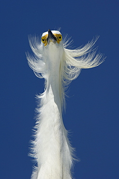 Snowy egret (egretta thula) florida, usa, portrait against blue sky.