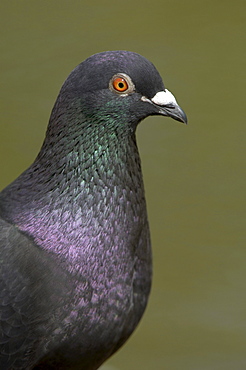 Feral pigeon (columba livia domestica) close, up of head and neck, uk.