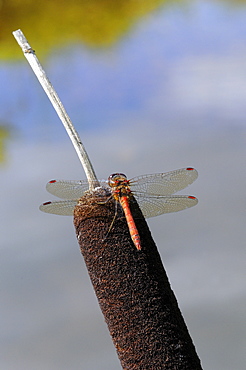 Common Darter Dragonfly (Sympetrum striolatum) resting on bullrush, Oxfordshire, UK