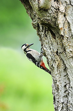 Syrian Woodpecker (Dendrocopos syriacus) female perched at entrance to nest, Bulgaria