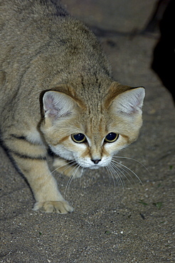 Sand cat (felis margarita) native to arid regions of africa and asia (captive bristol zoo)