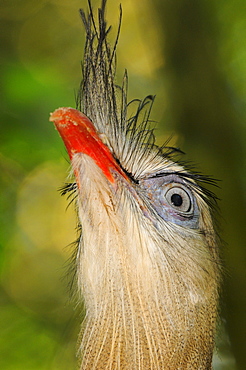 Red,legged seriema (cariama cristata) close,up of head showing eye, captive, brazil.