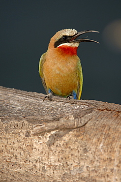 White-fronted bee-eater. Merops bullockoides. Okavango river, botswana