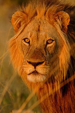 Lion. Panthera leo. Male portrait. Botswana