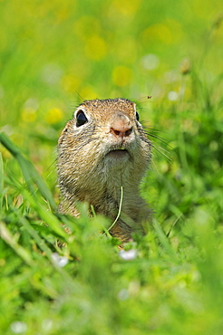 European Souslik (Spermophylus citellus) head peering out of burrow amongst vegetation, Bulgaria