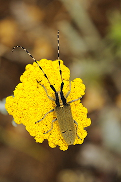 Longhorn beetle (agapanthia cardui) at rest on flower head, bulgaria  