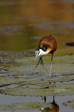 African jacana. Actophilornis africanus. Okavango river, botswana