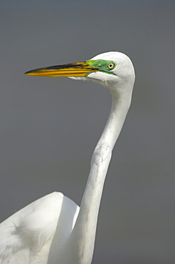 Great white egret (casmerodius alba) florida, usa, adult in colors