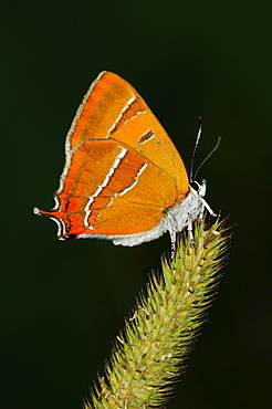 Brown hairstreak butterfly (thecla betulae) resting on grass seedhead, oxfordshire, uk