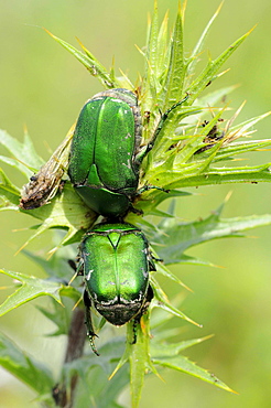 Green Rose Chafer (Cetonia aurata) pair resting together on top of vegetation, Bulgaria