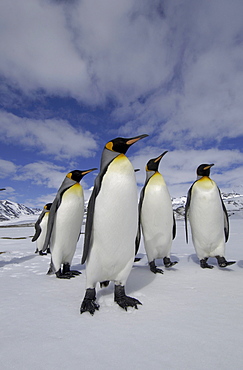 King penguin (aptenodytes patagonicus) st andrews bay, south georgia, small group in snowy landscape