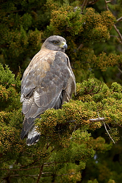 Red-backed hawk (buteo polyosoma) new island, falkland islands, sitting in bush.