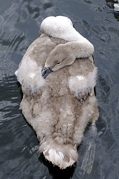 Mute swan (cygnus olor) cygnet resting on the water, seen from above, oxfordshire, uk  