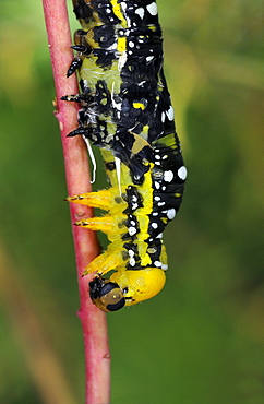 Spurge Hawkmoth (Hyles euphorbiae) larva shedding its skin