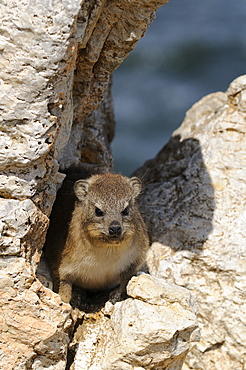 Cape rock hyrax (procavia capensis) amongst rocks, hermanus, south africa