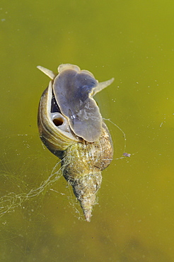 Great pond snail (lymnala stagnalis) at water surface, oxfordshire, uk  