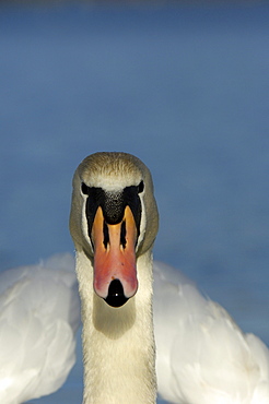 Mute swan (cygnus olor) portrait, hertfordshire, uk