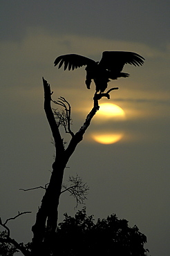 Lappet, faced vulture (torgos tracheliotus), silhouette at sunset, masaii mara, kenya