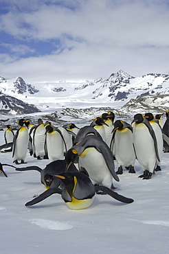 King penguins (aptenodytes patagonicus) st andrews bay, south georgia, group in snowy landscape