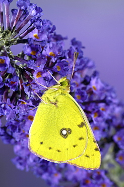 Clouded yellow butterfly (colias croceus) perched on buddleia flower