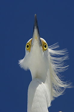 Snowy egret (egretta thula) florida, usa, portrait.