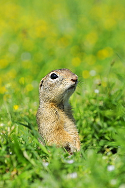 European Souslik (Spermophylus citellus) peering out from entrance to burrow, Bulgaria