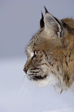 Close, up of north american bobcat (lynx rufus), captive.