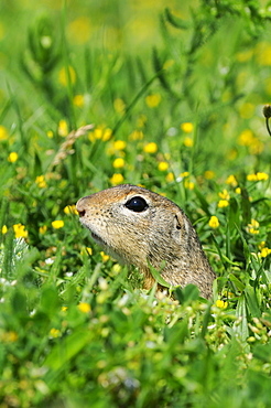 European Souslik (Spermophylus citellus) peering out from burrow, Bulgaria