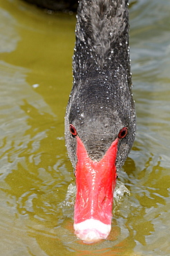 Black swan (cygnus atratus) close,up, head in water foraging for food, slimbridge, uk